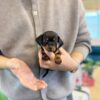Dachshund ( Female ) SOLD !!!!!!!