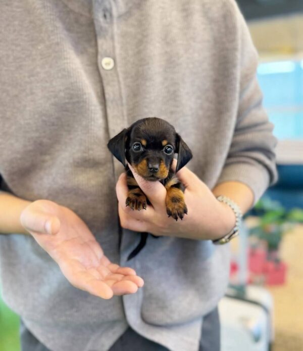 Dachshund ( Female ) SOLD !!!!!!!