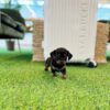 Dachshund ( Female ) SOLD !!!!!!!