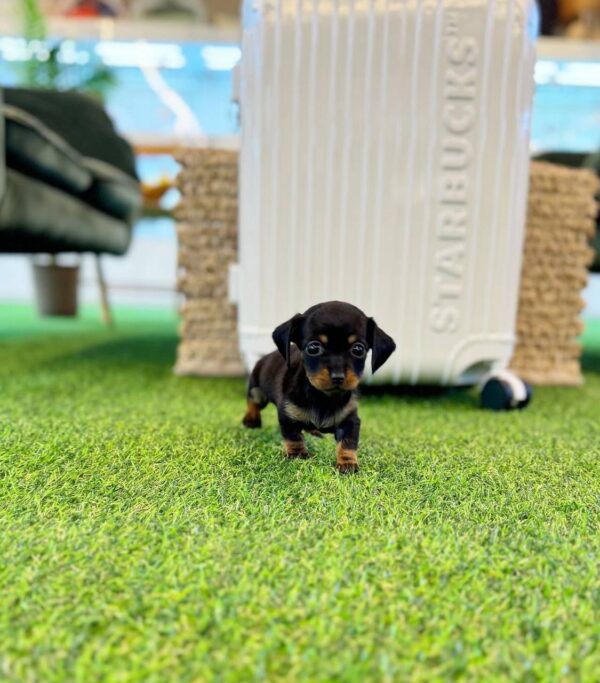 Dachshund ( Female ) SOLD !!!!!!!