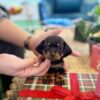 Dachshund ( Female ) SOLD !!!!!!!