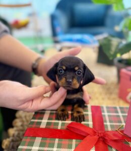 Dachshund ( Female ) SOLD !!!!!!!