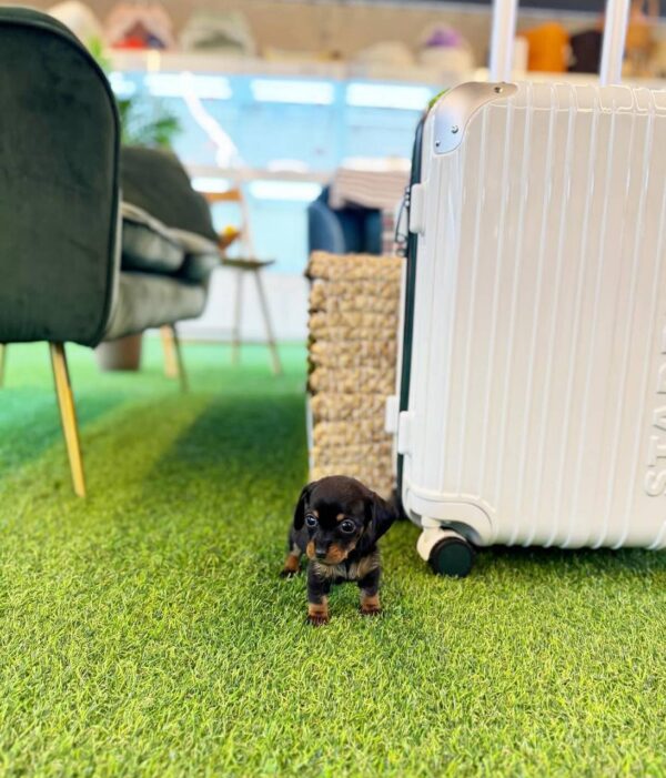 Dachshund ( Female ) SOLD !!!!!!!