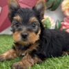 Leila   (Weiblich) Yorkshire-Terrier-Welpe