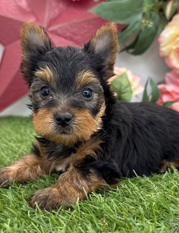 Leila   (Weiblich) Yorkshire-Terrier-Welpe