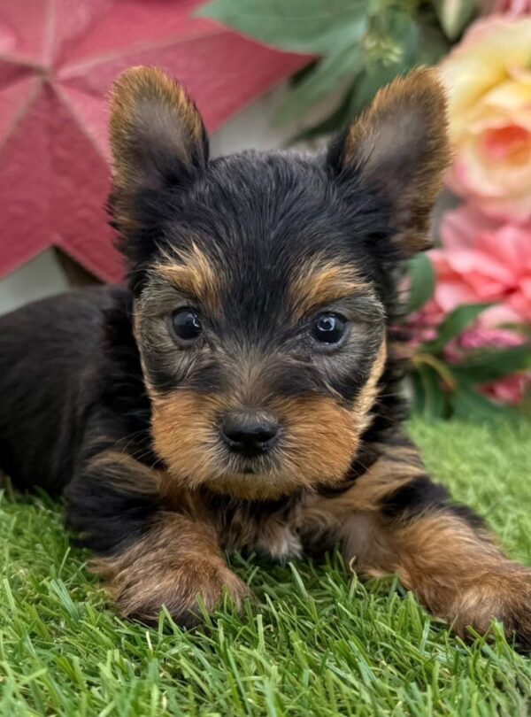 Leila   (Weiblich) Yorkshire-Terrier-Welpe