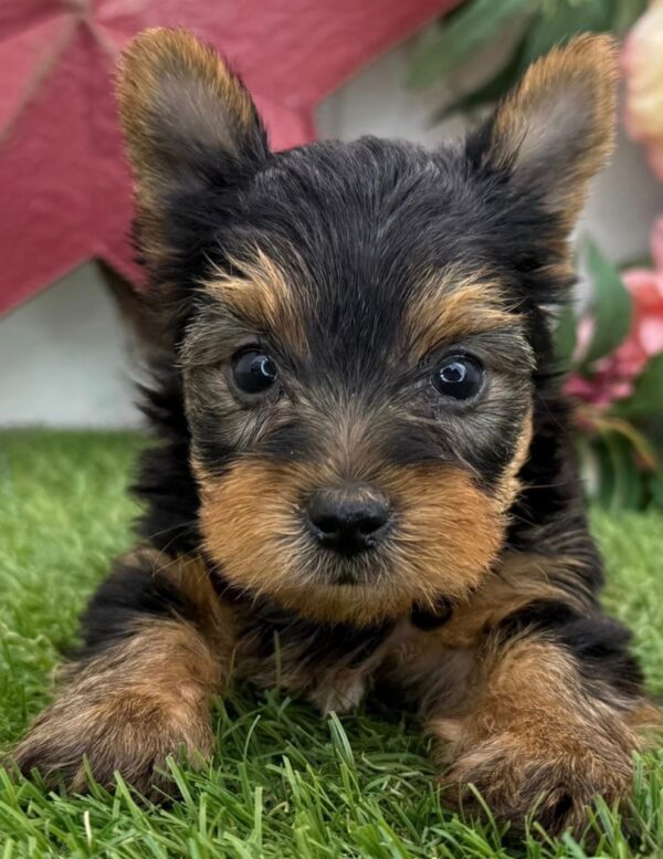 Leila   (Weiblich) Yorkshire-Terrier-Welpe