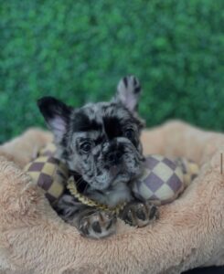 ICE (Male) French Bull Dog