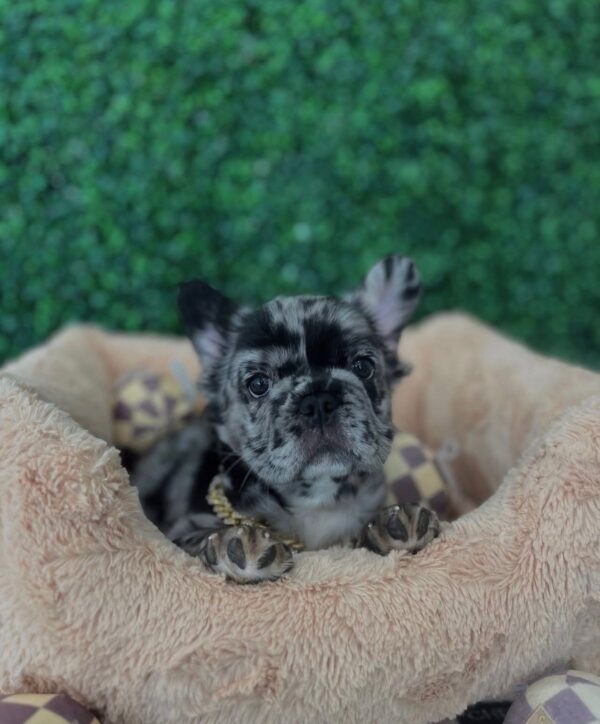 ICE (Male) Französische Bulldogge