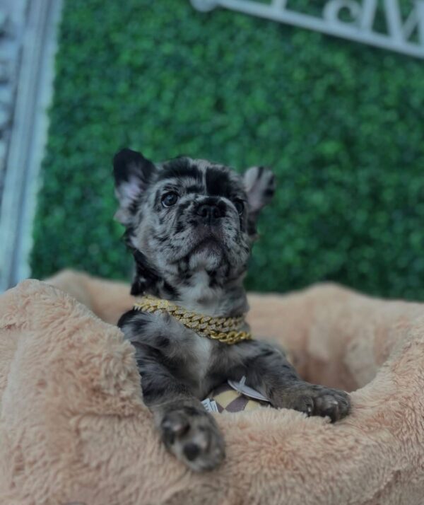 ICE (Male) Französische Bulldogge