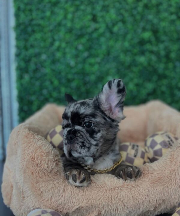 ICE (Male) Französische Bulldogge