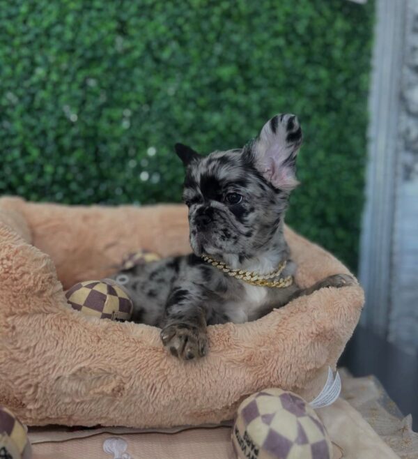 ICE (Male) Französische Bulldogge