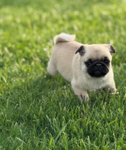 Jay ( männlich) bully