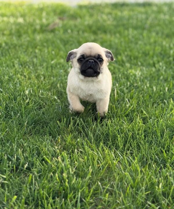 Jay ( männlich) bully