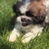 Mamma (weiblich) Shih Tzu