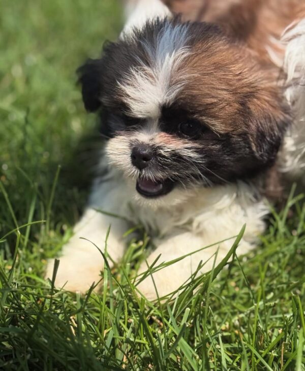 Mamma (weiblich) Shih Tzu