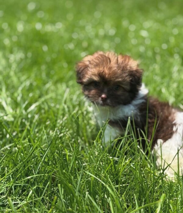 Mamma (weiblich) Shih Tzu