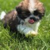 Mamma (weiblich) Shih Tzu