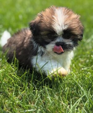 Mamma (weiblich) Shih Tzu