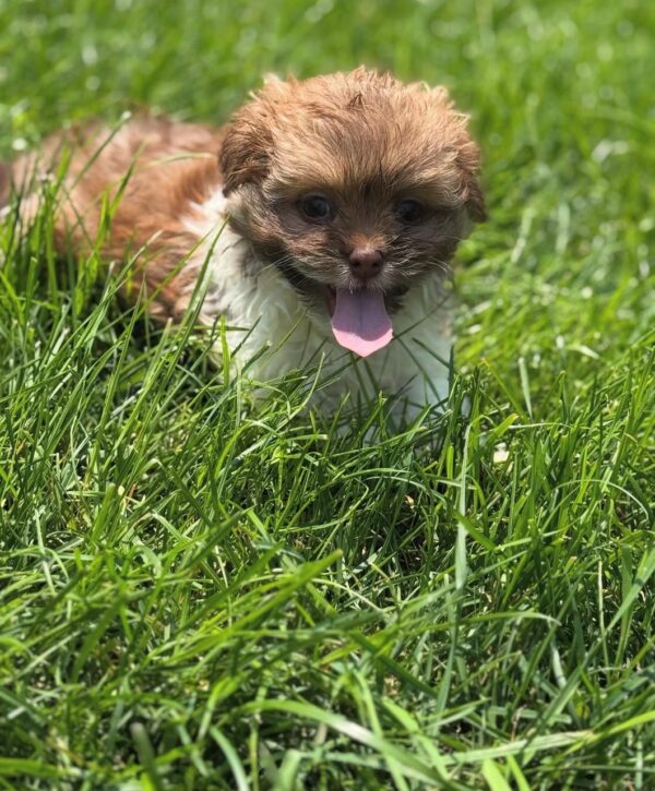Mamma (weiblich) Shih Tzu