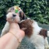 shih Tzu ( Weiblich )