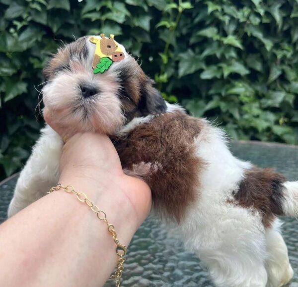 shih Tzu ( Weiblich )