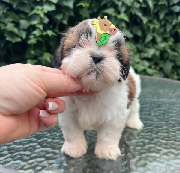 shih Tzu ( Weiblich )