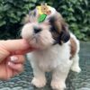 shih Tzu ( Weiblich )