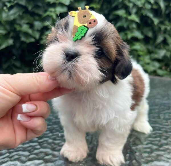 shih Tzu ( Weiblich )