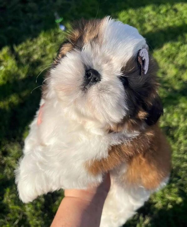 Eren (Männlich) shih tzu
