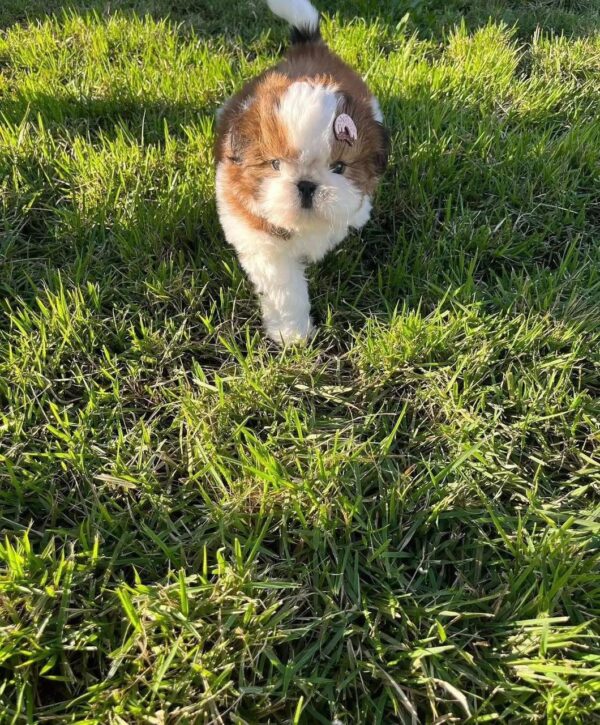 Eren (Männlich) shih tzu