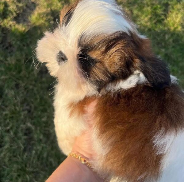 Eren (Männlich) shih tzu