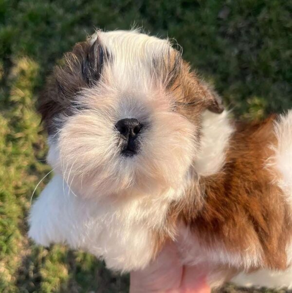 Eren (Männlich) shih tzu